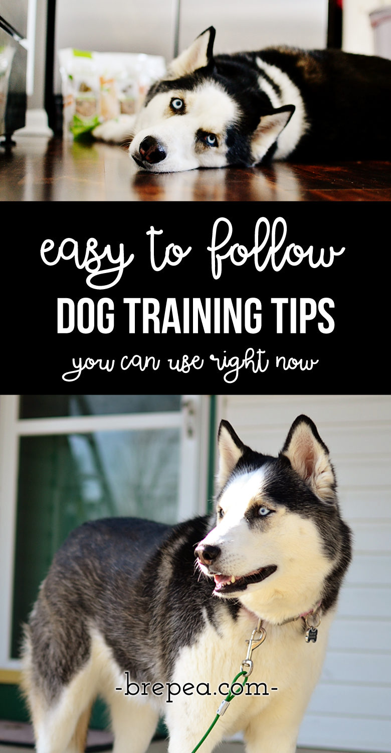 Check out these easy dog training tips that you can start to use immediately.  Dog training actually makes sense with these tips!